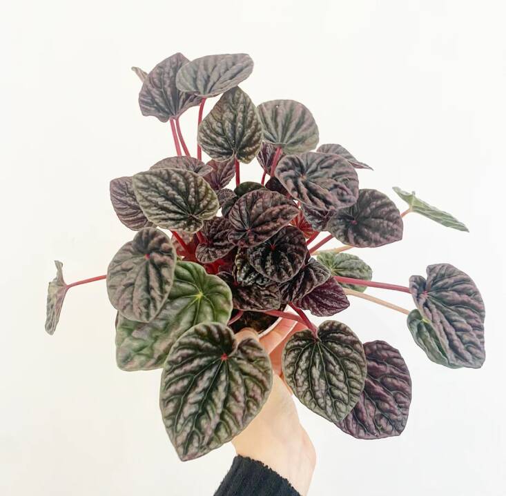 Peperomia \2\16;Red Luna\2\17; is \$\16 at Plant Lady SF.